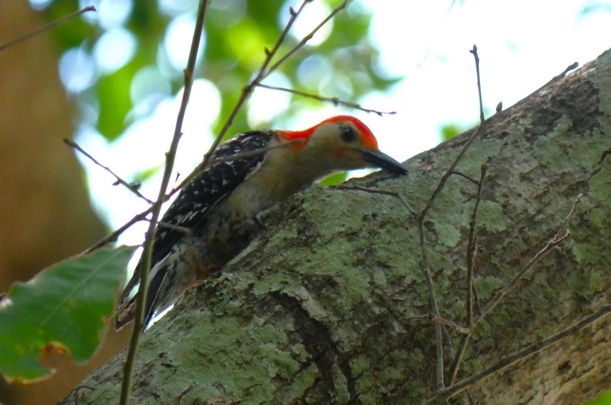 Red-bellied Woodpecker - ML620050695