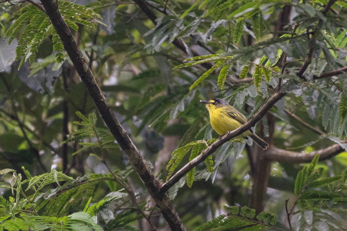 Gray-headed Tody-Flycatcher - ML620050709