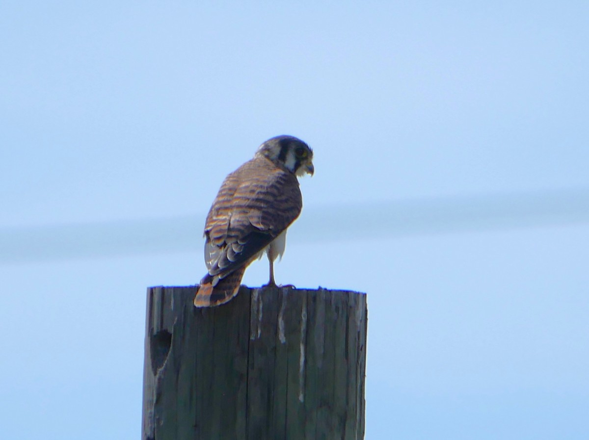 American Kestrel - ML620050712