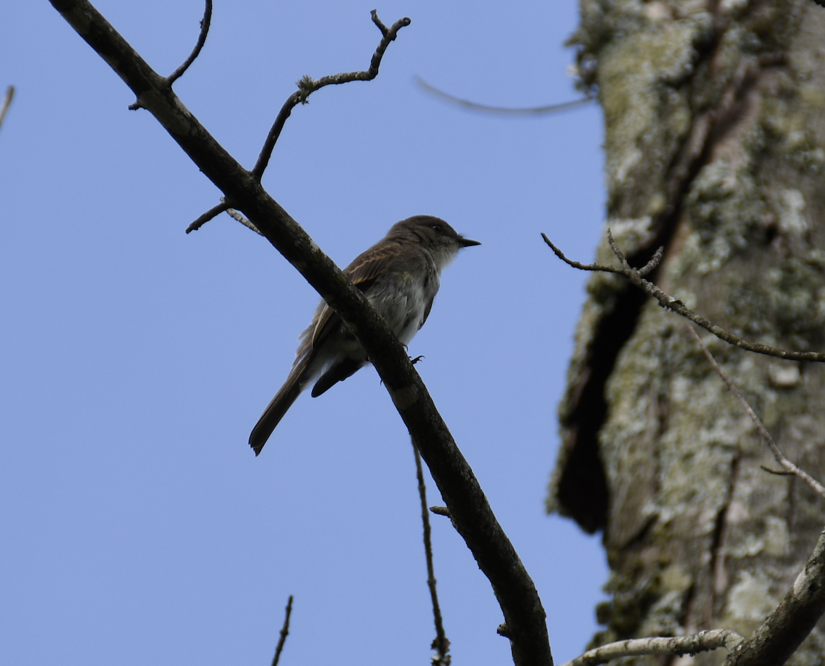 Hellbauch-Schnäppertyrann - ML620050719