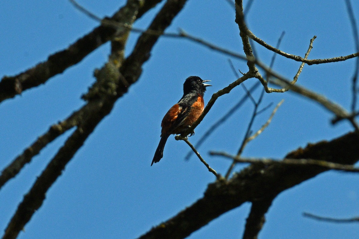 Orchard Oriole (Orchard) - ML620050721