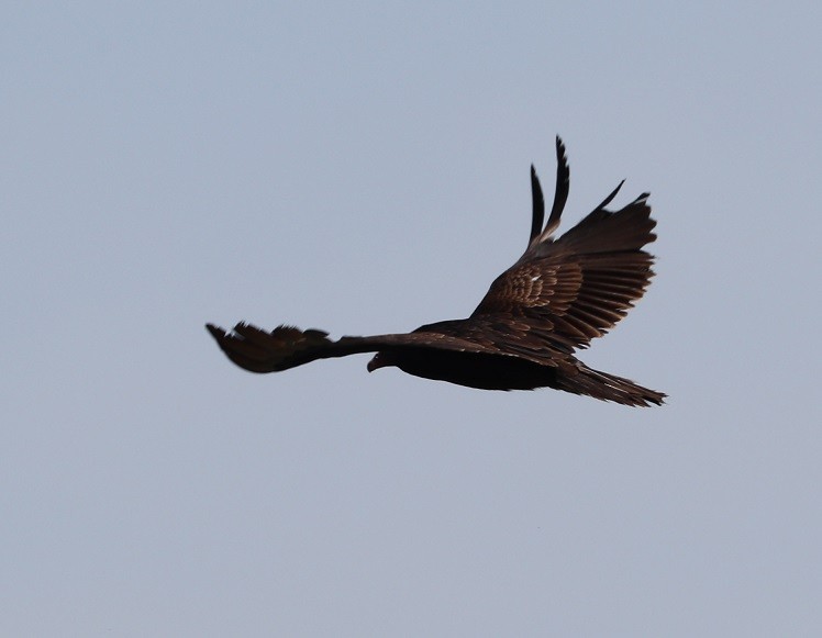 Turkey Vulture - ML620050725