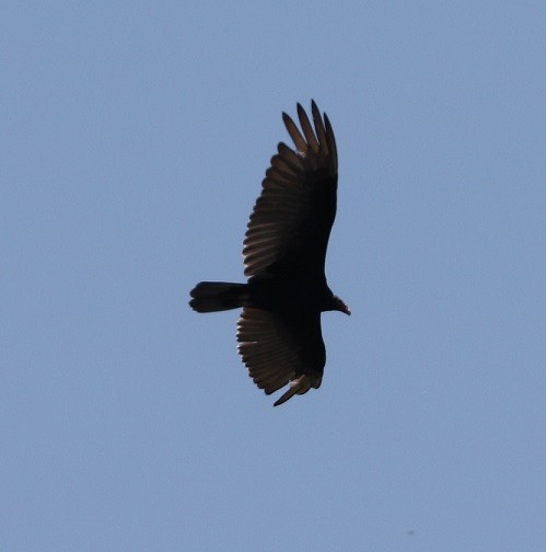 Turkey Vulture - ML620050726