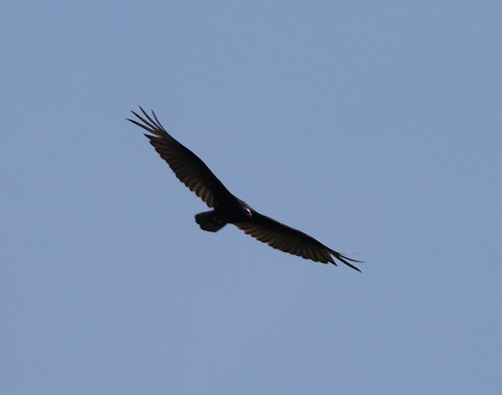 Turkey Vulture - ML620050727