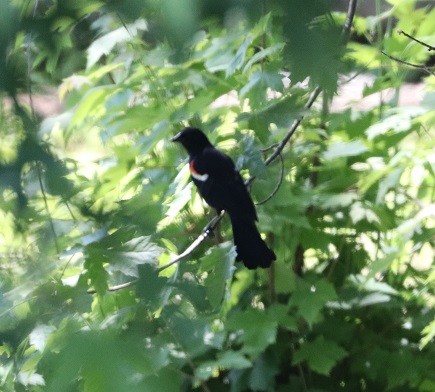Red-winged Blackbird - ML620050731