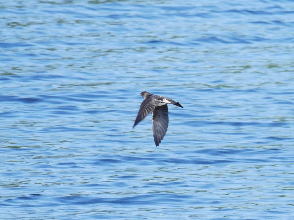 Purple Martin - ML620050737