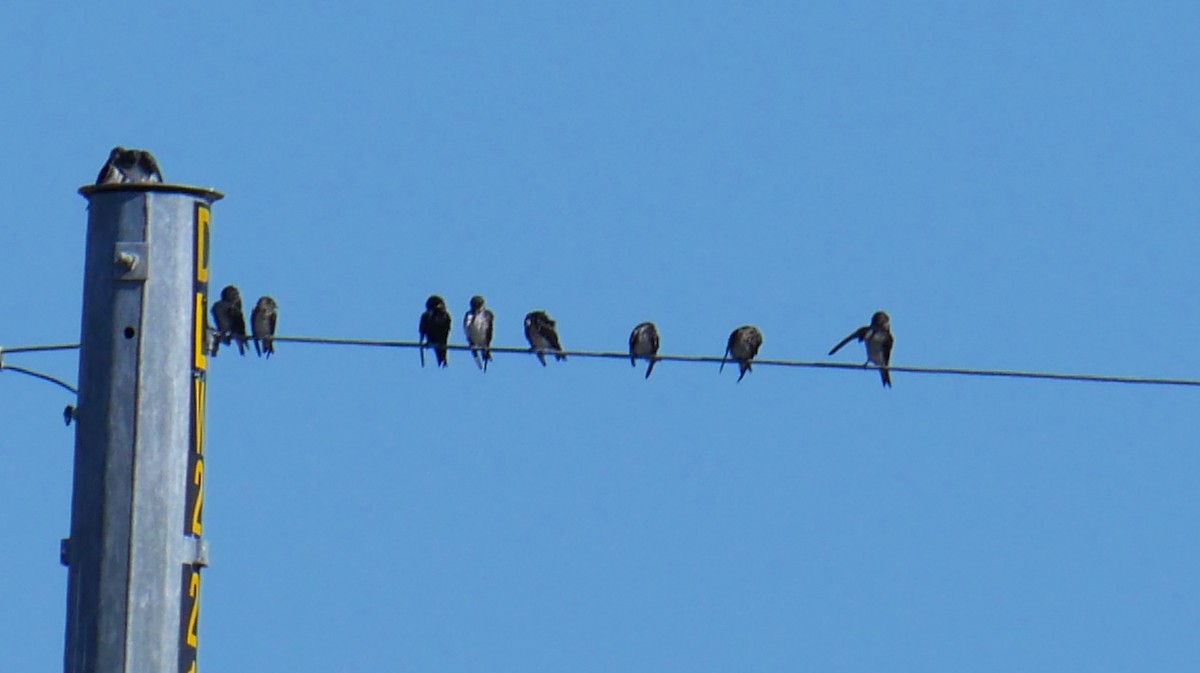 Purple Martin - ML620050749