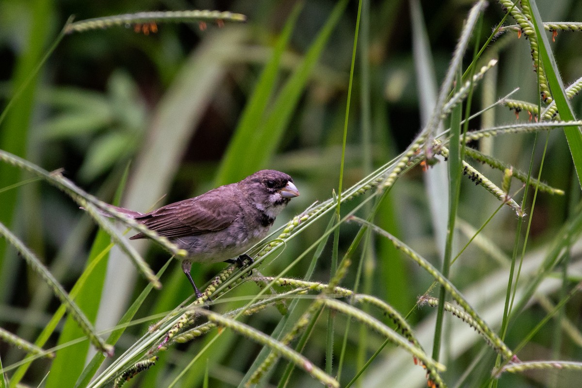 Double-collared Seedeater - ML620050753