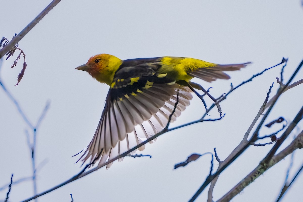 Western Tanager - ML620050760