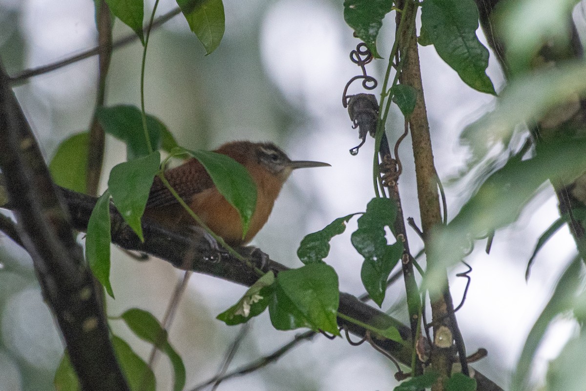 Long-billed Wren - ML620050768