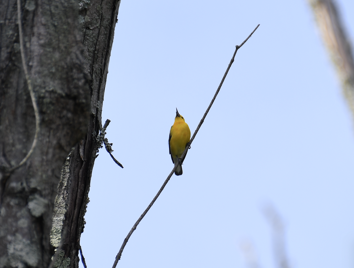 Prothonotary Warbler - ML620050769