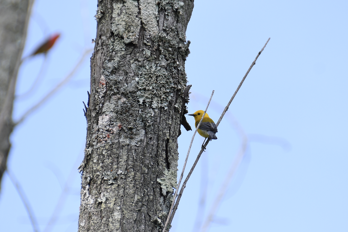 Prothonotary Warbler - ML620050770