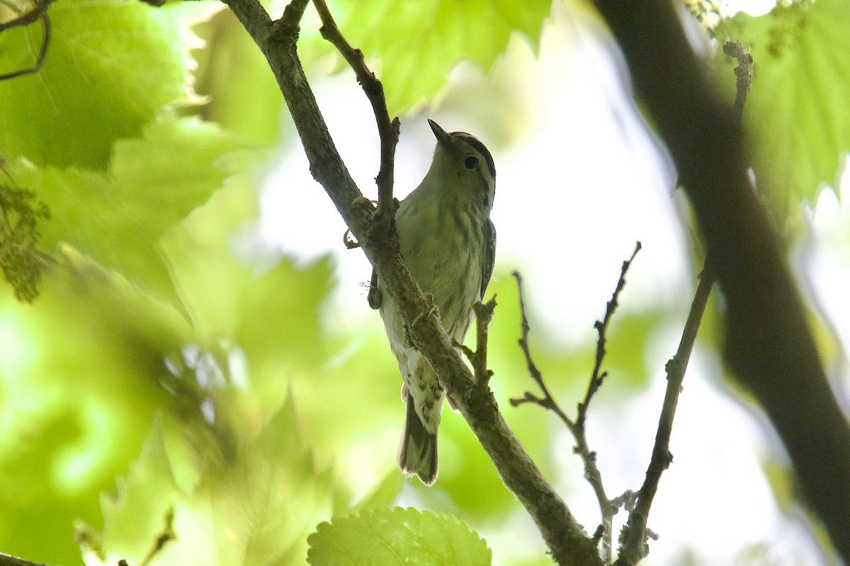 Black-and-white Warbler - ML620050773