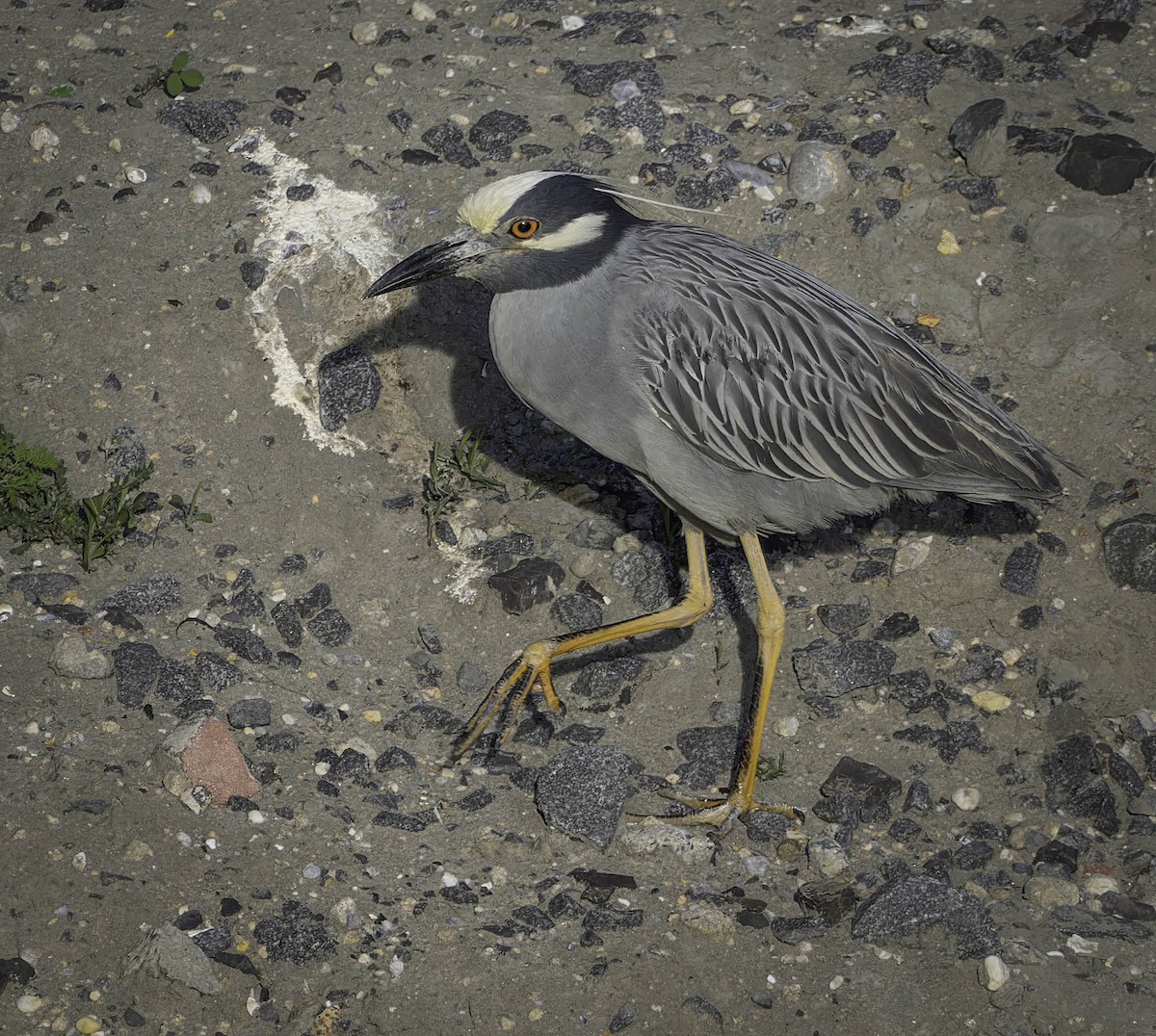 Yellow-crowned Night Heron - ML620050775