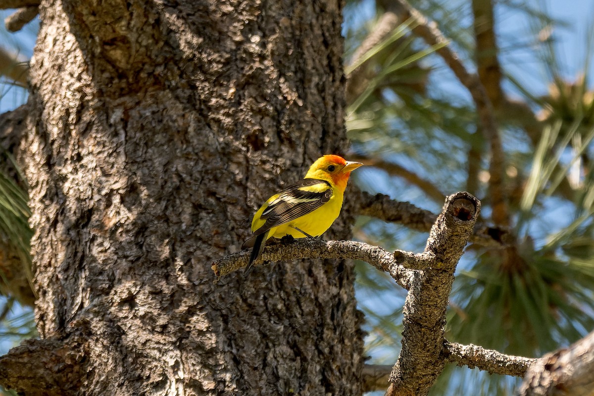 Western Tanager - ML620050782