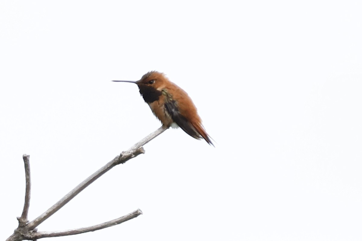 Rufous Hummingbird - ML620050789
