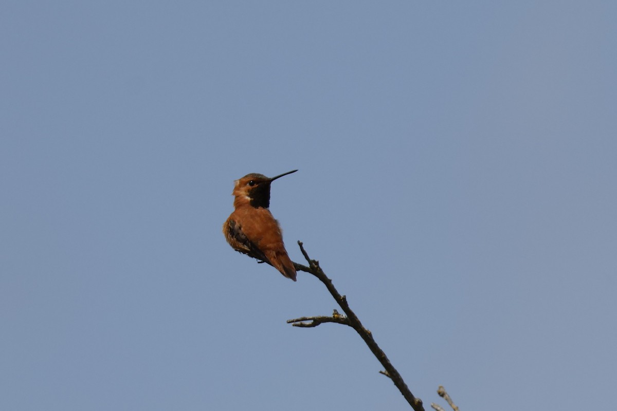 Rufous Hummingbird - ML620050790