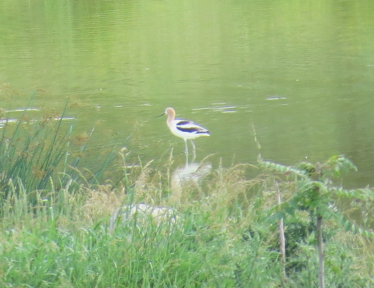 Avoceta Americana - ML620050808