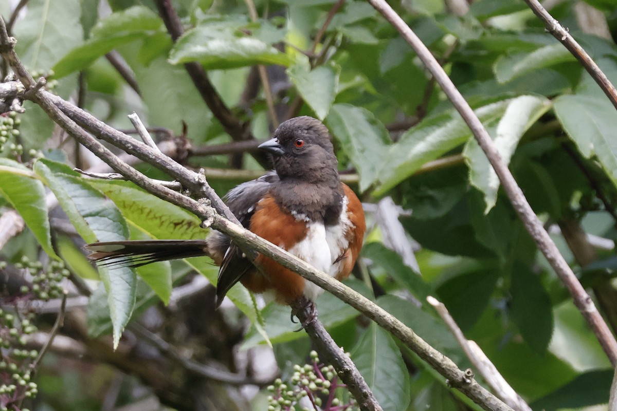 Spotted Towhee - ML620050810