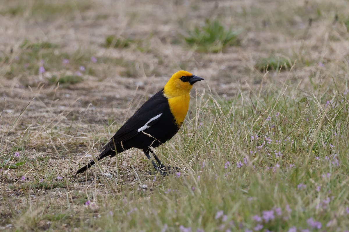 Yellow-headed Blackbird - ML620050816