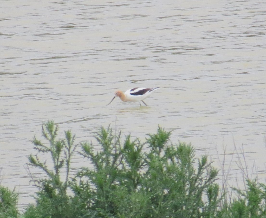 Avocette d'Amérique - ML620050822