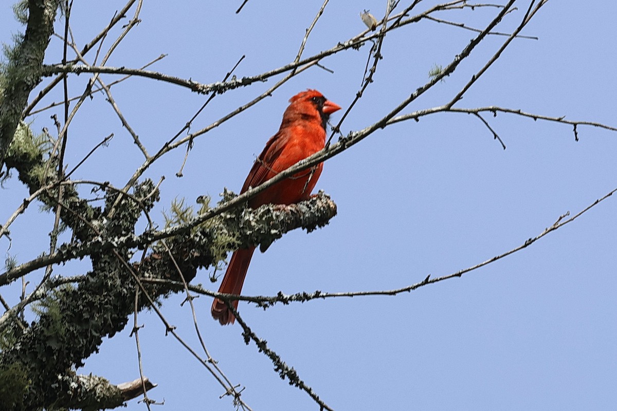Cardinal rouge - ML620050828