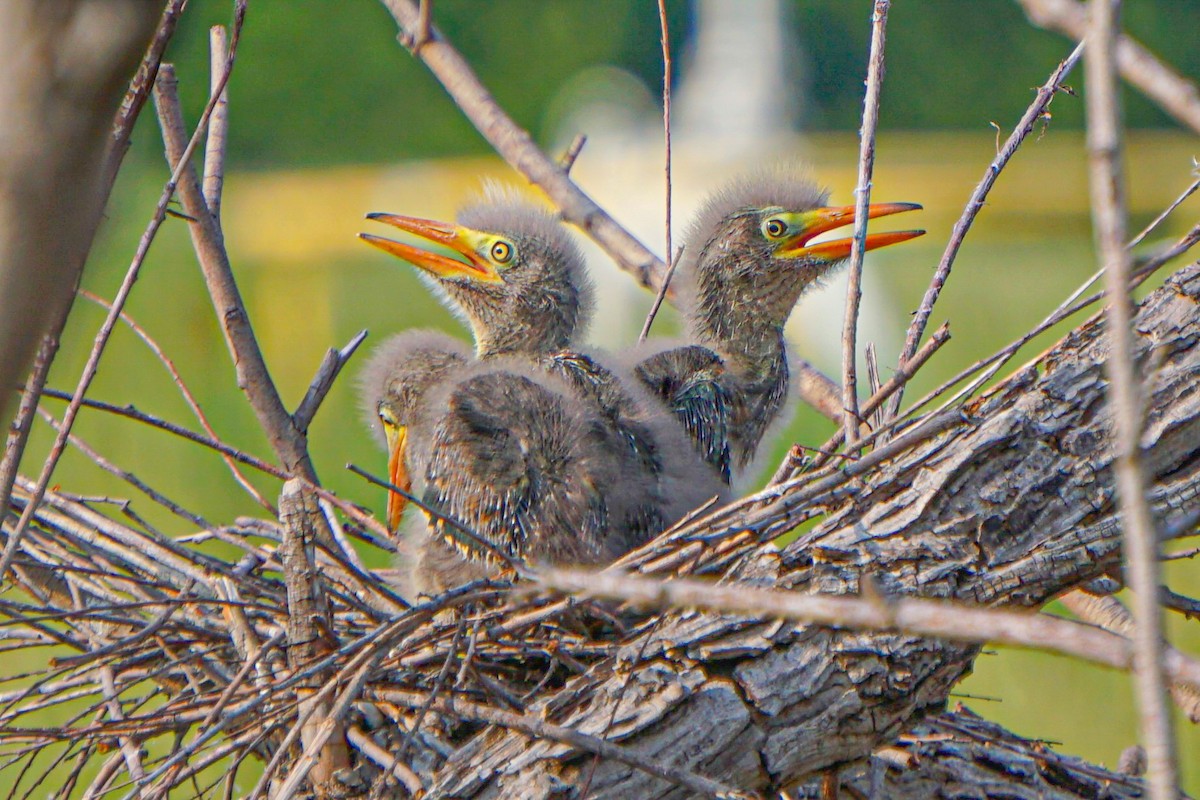 Green Heron - ML620050838