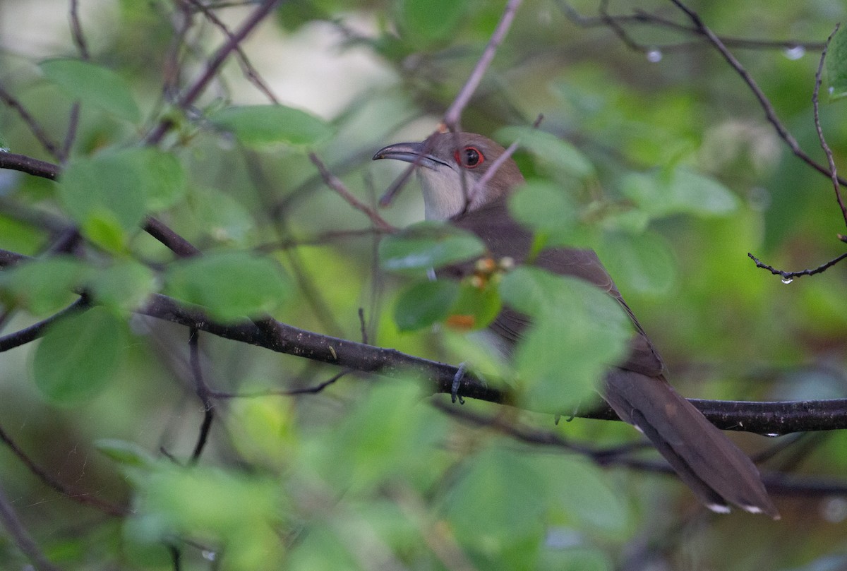 Black-billed Cuckoo - ML620050850