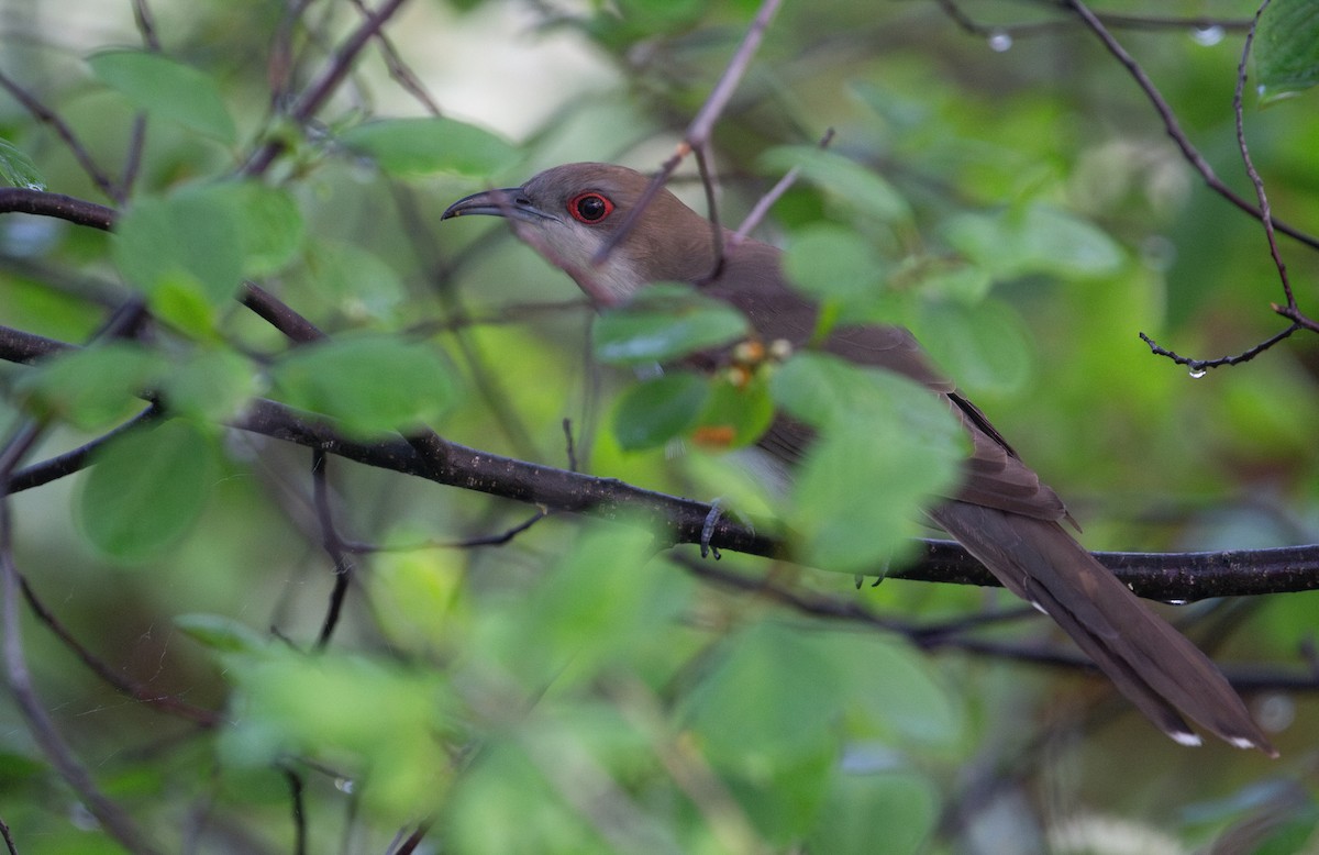 Black-billed Cuckoo - ML620050851