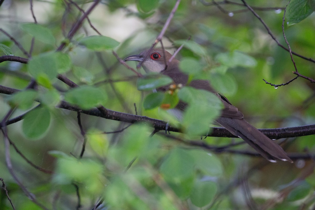 Black-billed Cuckoo - ML620050852