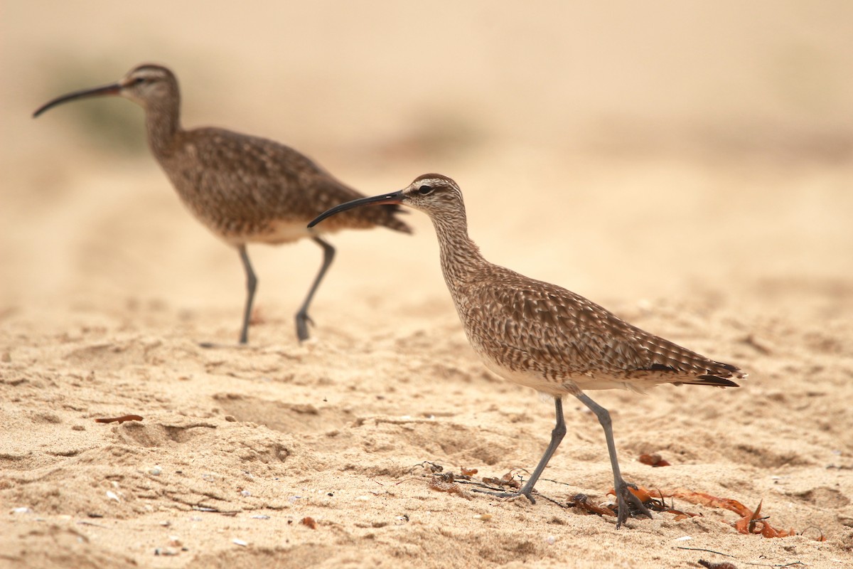 Whimbrel - ML620050862