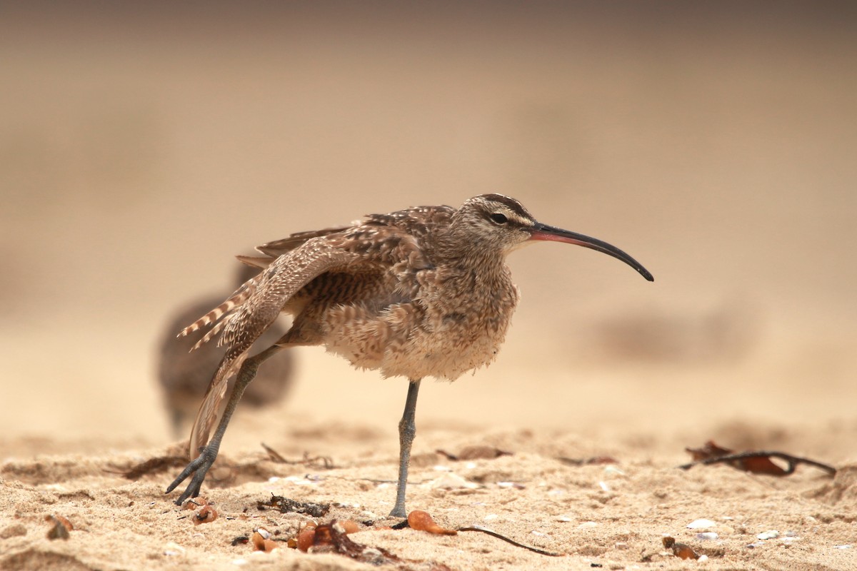 Whimbrel - ML620050863