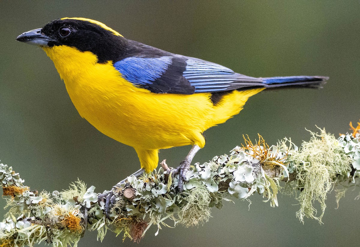 Blue-winged Mountain Tanager - ML620050870