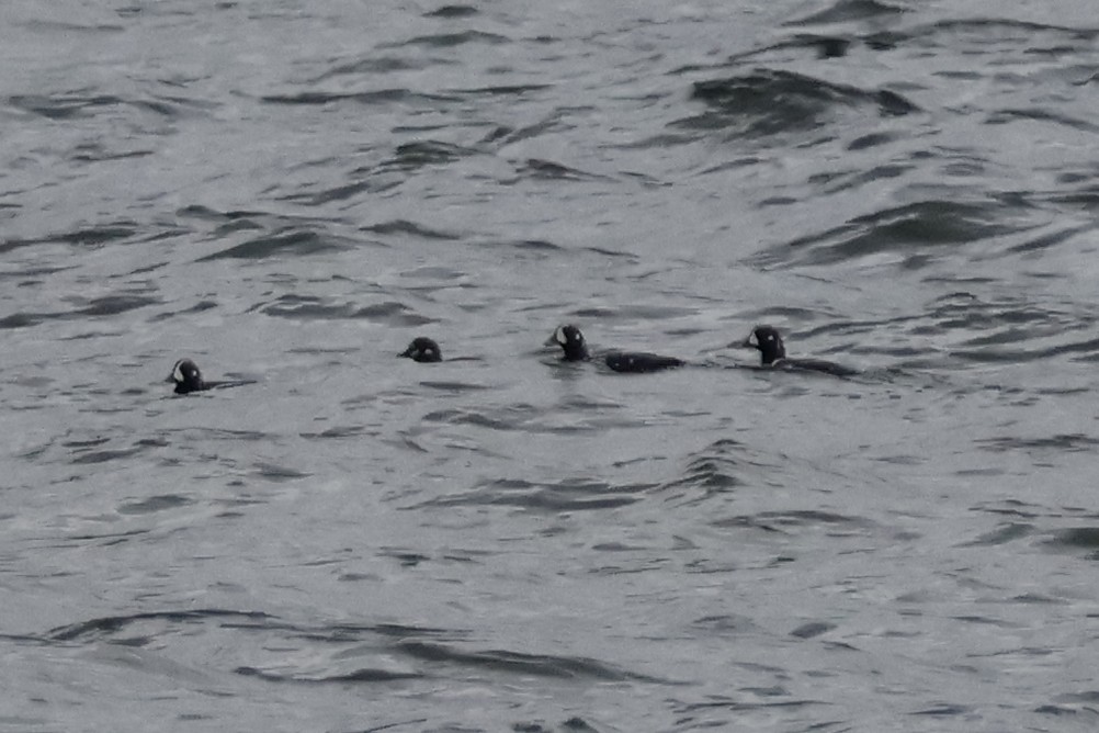 Harlequin Duck - ML620050873