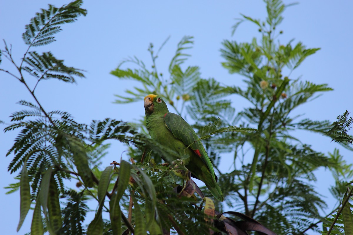 Yellow-crowned Parrot - ML620050874
