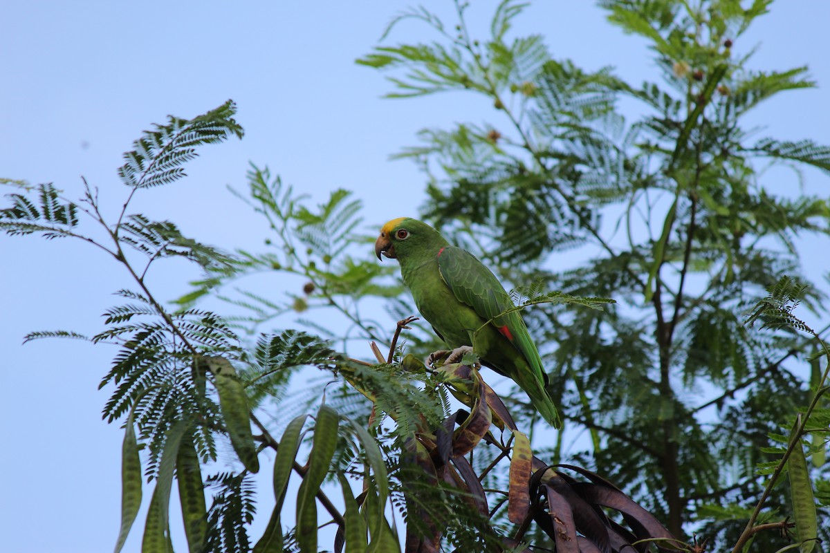 Yellow-crowned Parrot - ML620050875