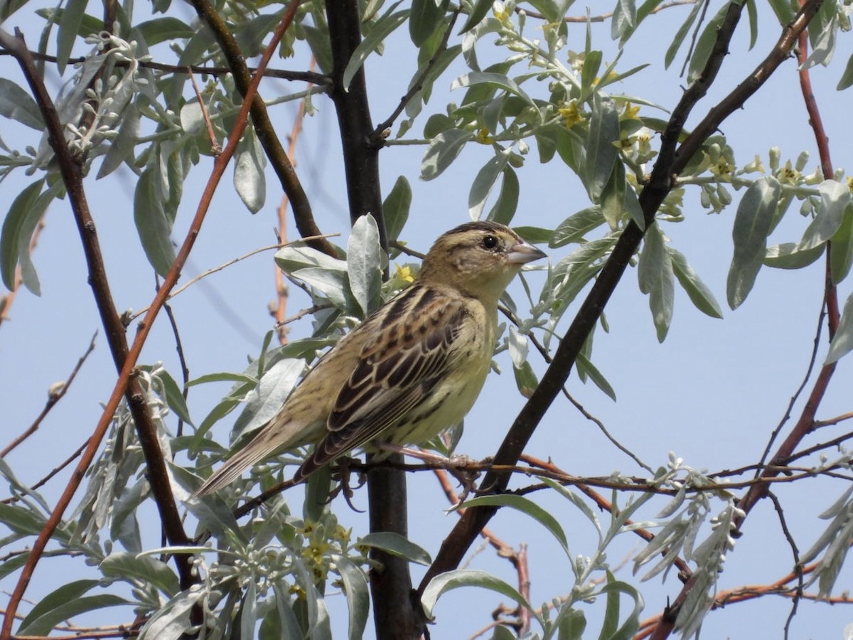 bobolink - ML620050904