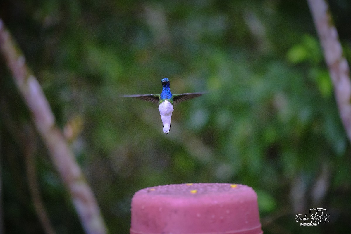 kolibřík bělokrký - ML620050906