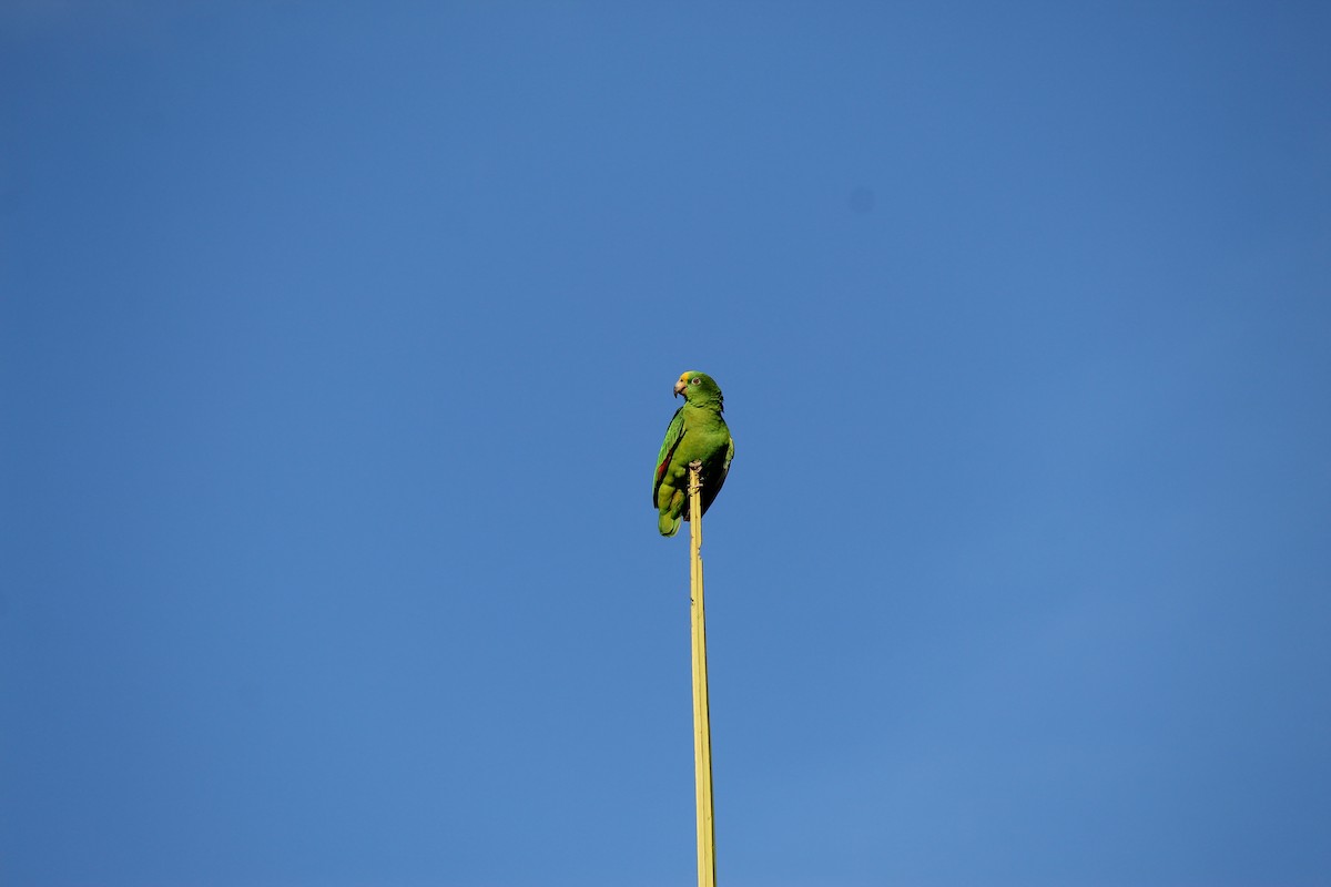 Yellow-crowned Parrot - ML620050929