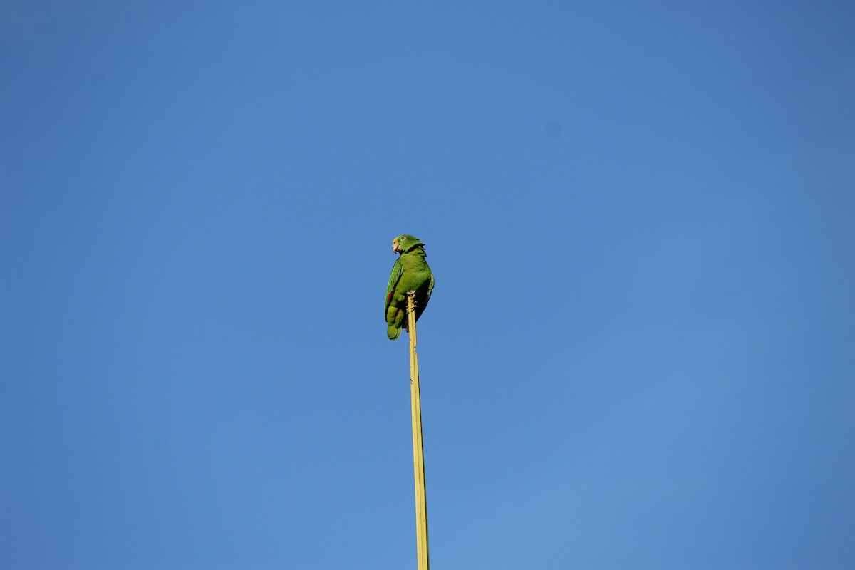 Yellow-crowned Parrot - ML620050930