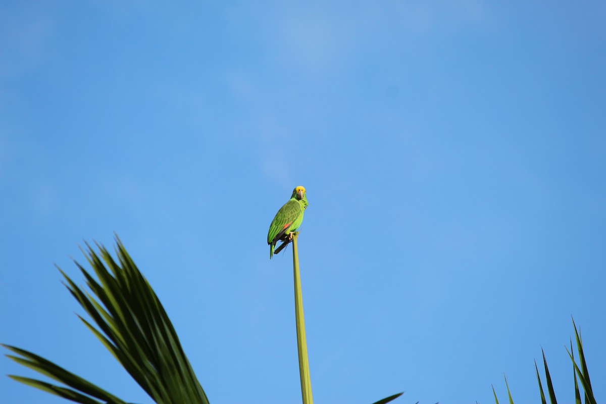 Yellow-crowned Parrot - ML620050931