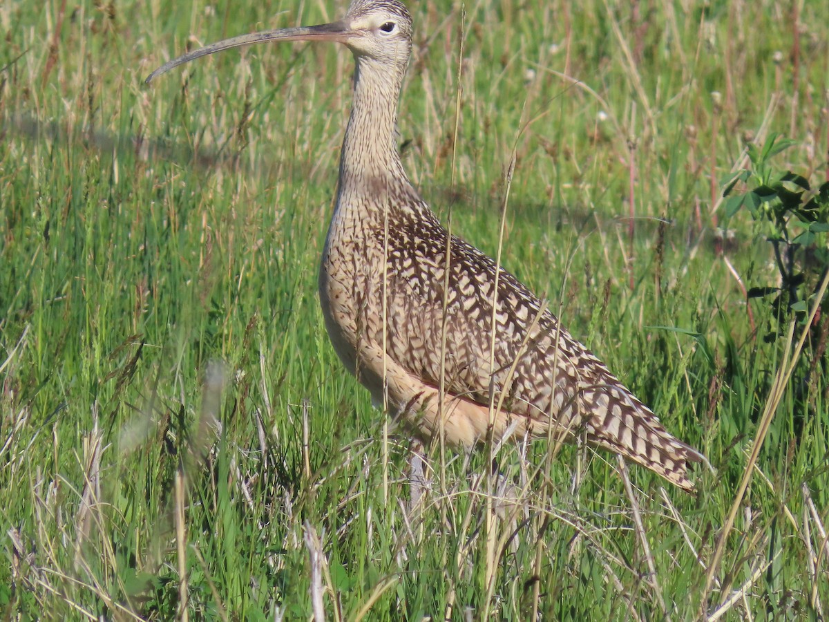 Long-billed Curlew - raylene wall