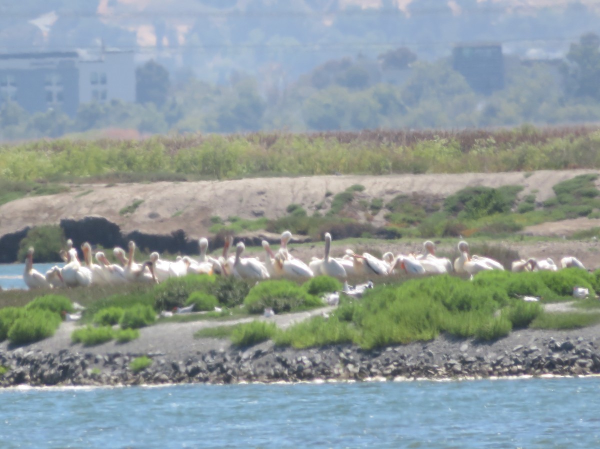 pelikán severoamerický - ML620050944
