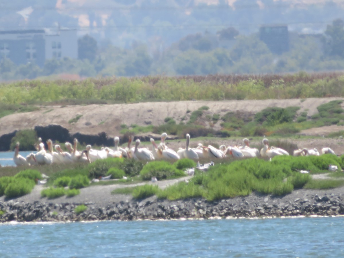 American White Pelican - ML620050944