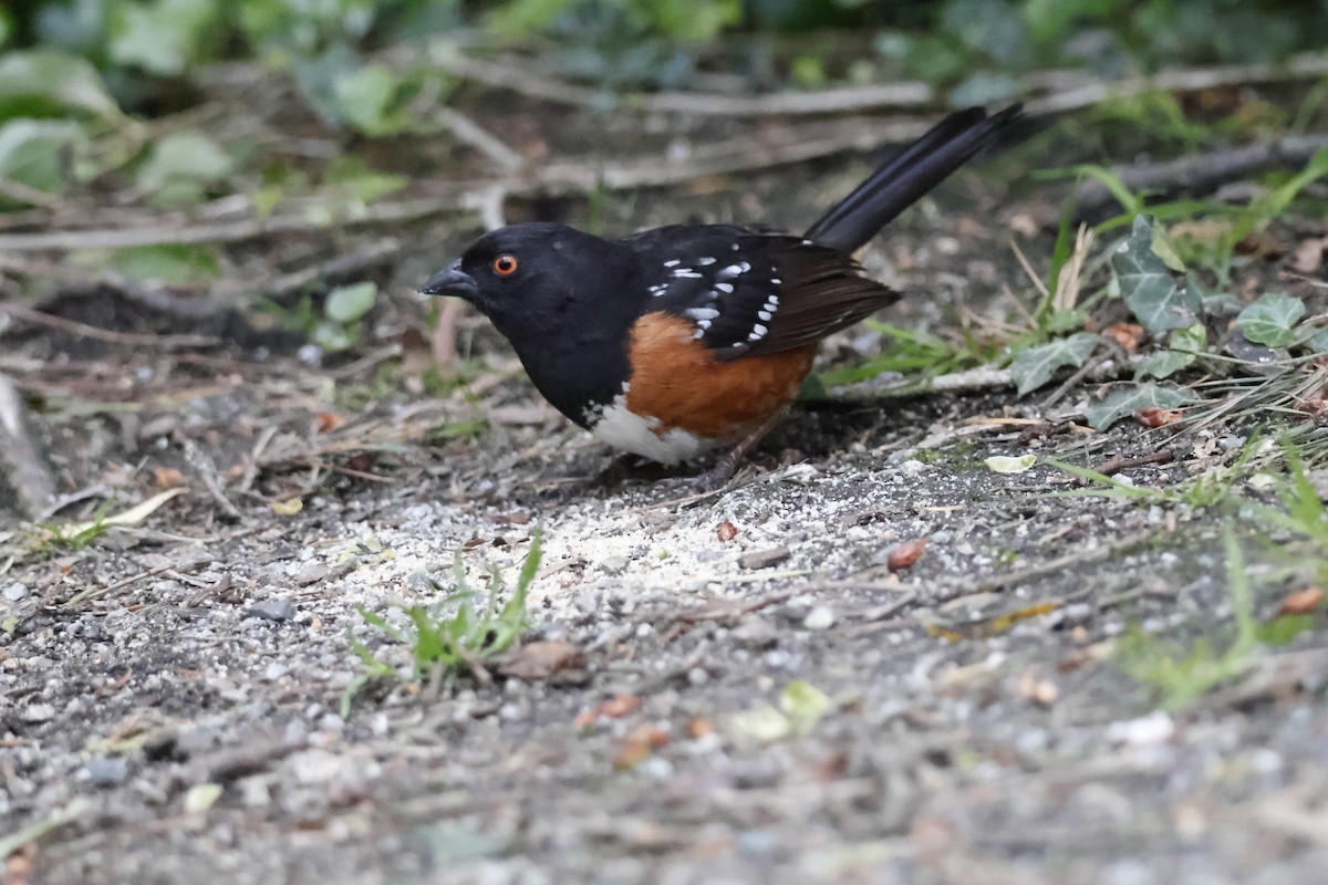 Spotted Towhee - ML620050950