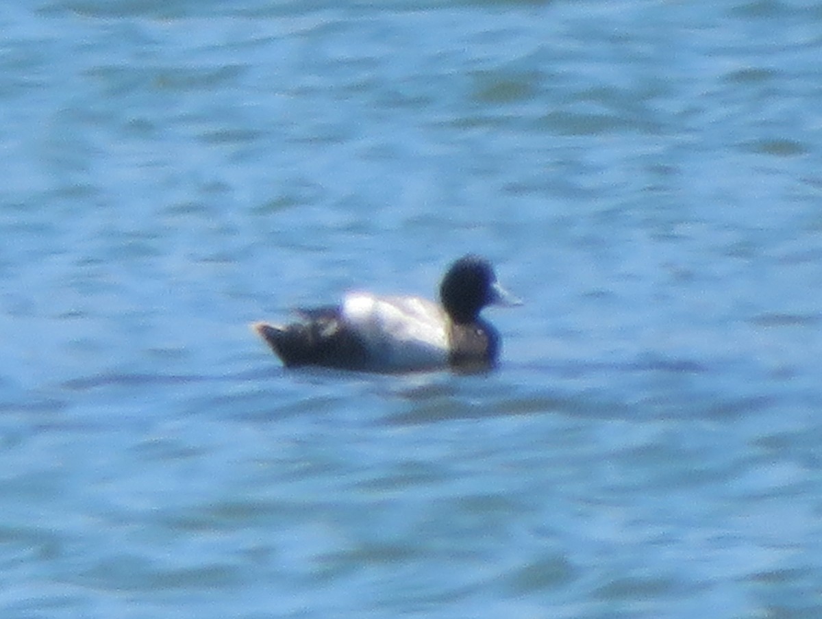 Greater/Lesser Scaup - ML620050967