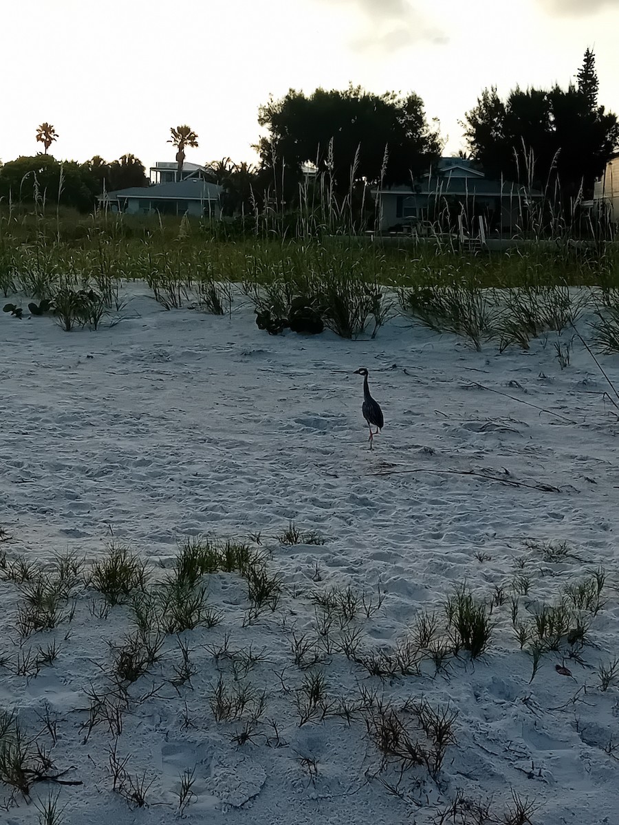 Yellow-crowned Night Heron - ML620050968