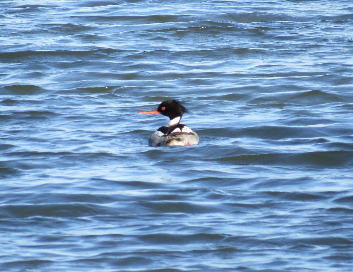 Mittelsäger - ML620050971