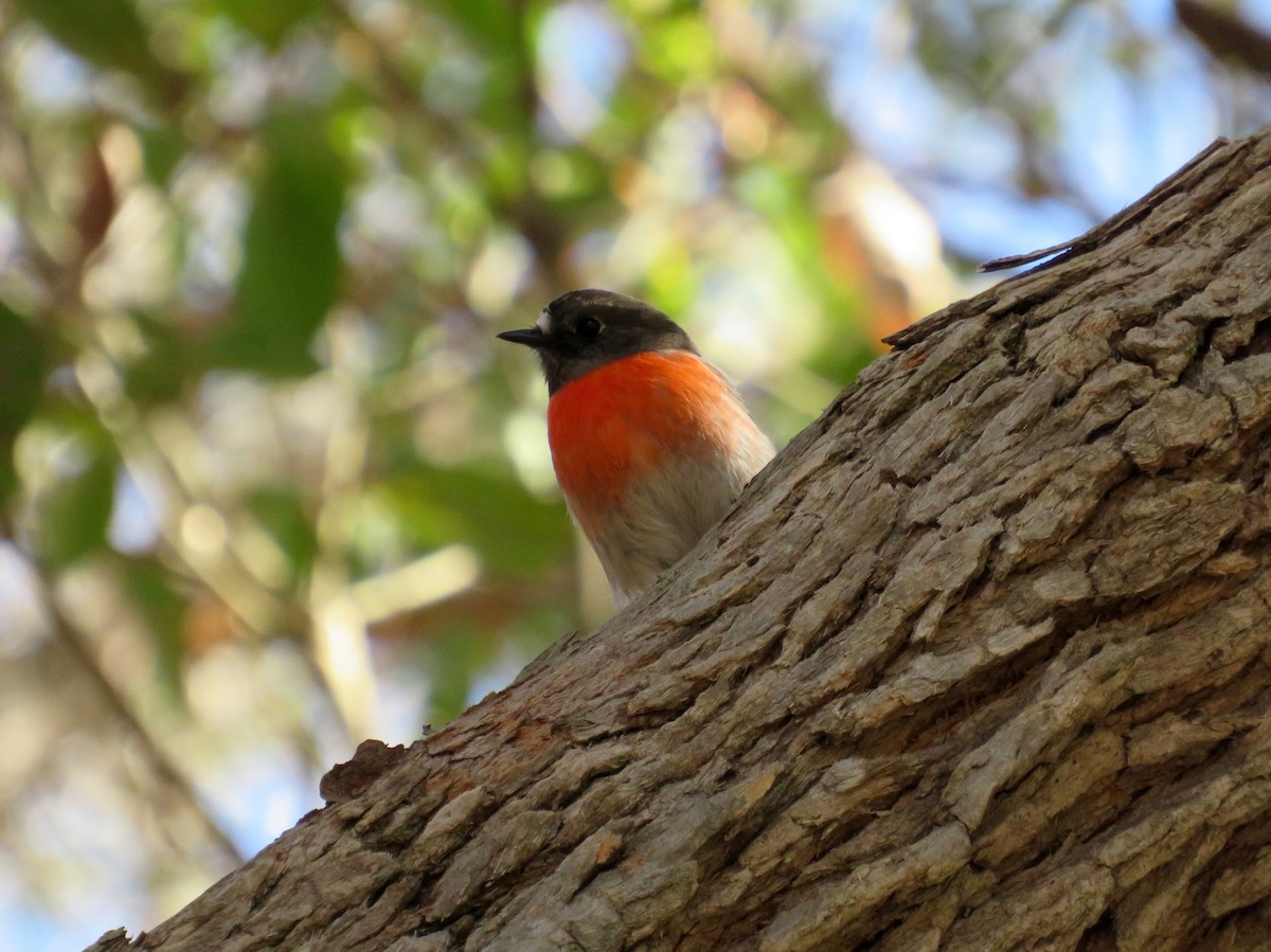 Scarlet Robin - ML620050996