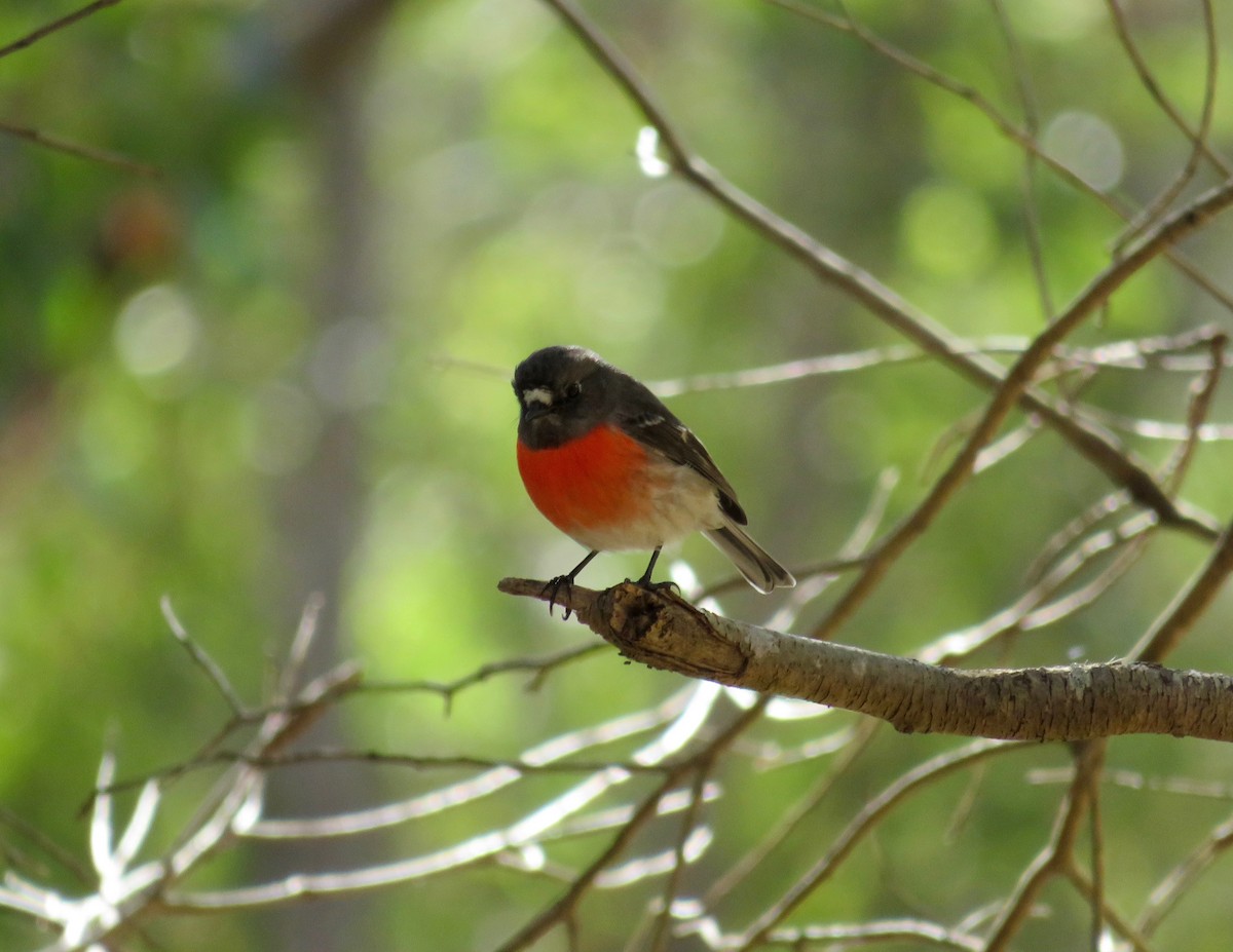 Scarlet Robin - ML620050999